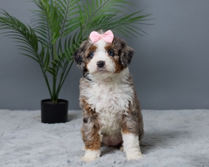 Pippa Mini Bernedoodle